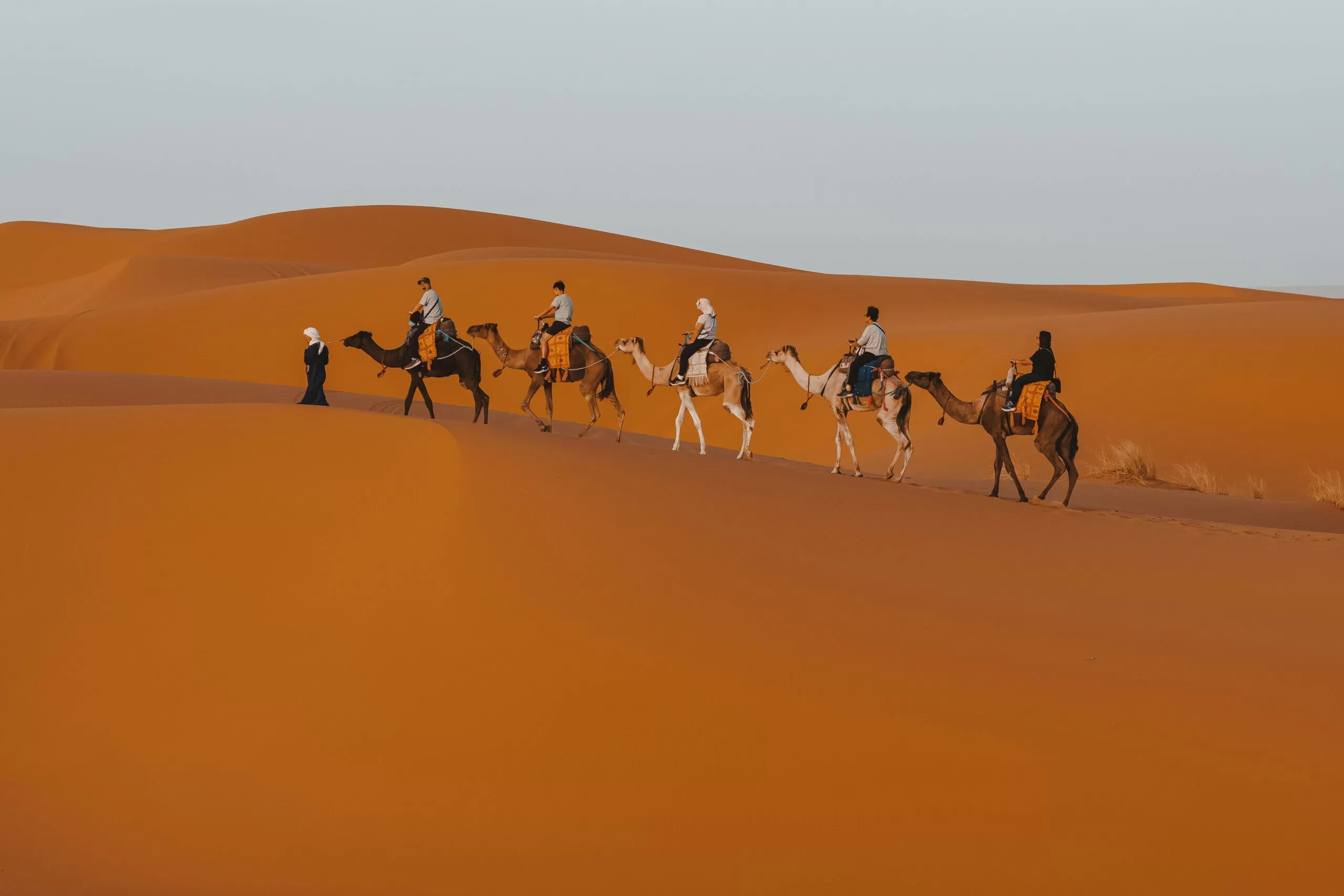 Camel in the Sahara dunes on a 3-day Fes to Merzouga desert tour